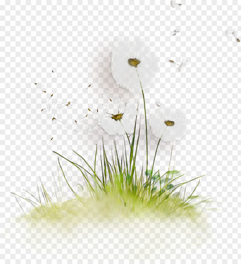 Desktop Wallpaper Computer Grasses Plant Stem Plants PNG