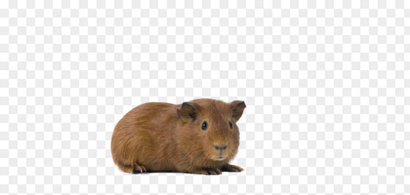 Eye Guinea Pig Rodent White PNG