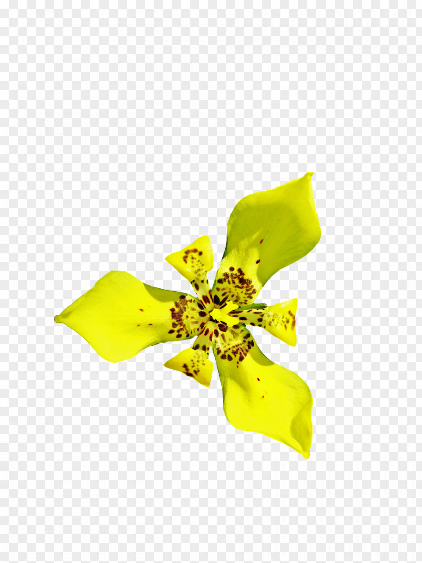 Flower Cut Flowers Yellow PNG