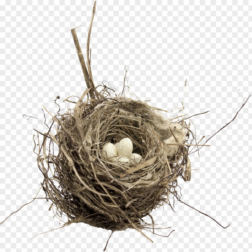 Nest Bird Egg PNG