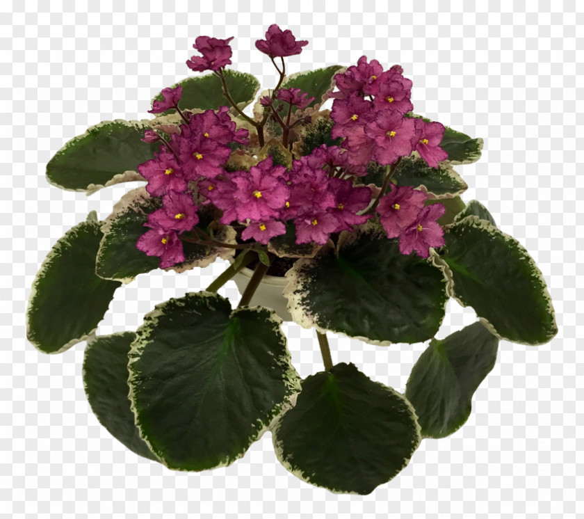 African Violets Flowerpot Violet Annual Plant Herbaceous PNG