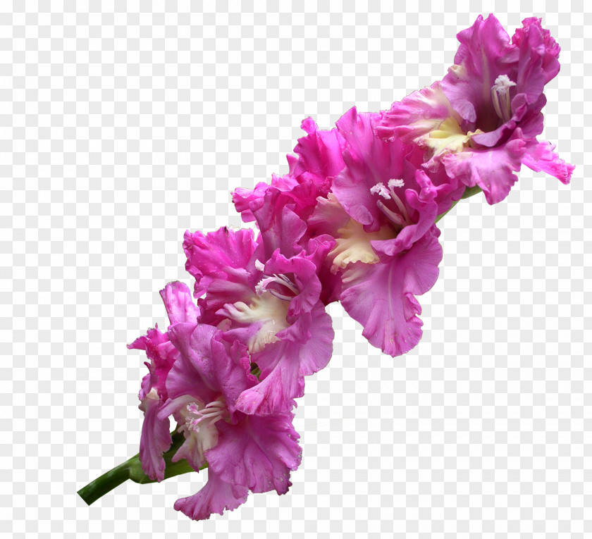 Gladiolus Transparent Flower PNG
