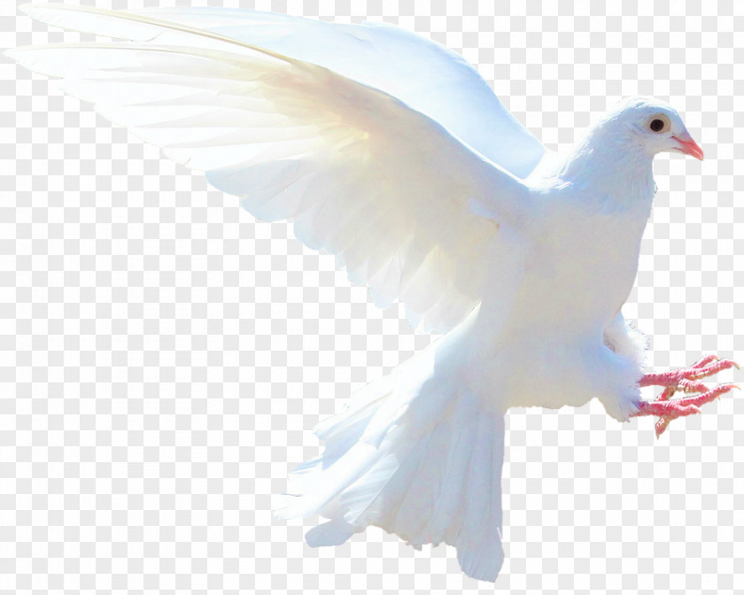Symbol Columbidae Doves As Symbols Holy Spirit Love PNG
