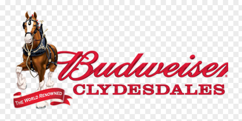 Clydesdale Horse Budweiser Clydesdales Anheuser-Busch Prohibition In The United States PNG