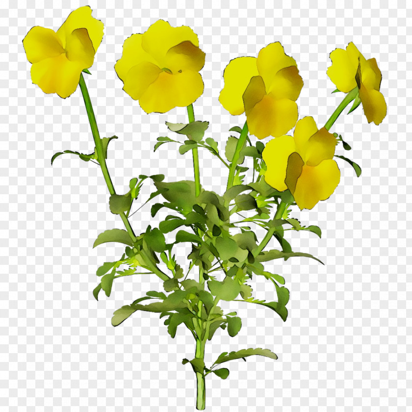 Cut Flowers Mustard Plant Yellow Stem Herbaceous PNG