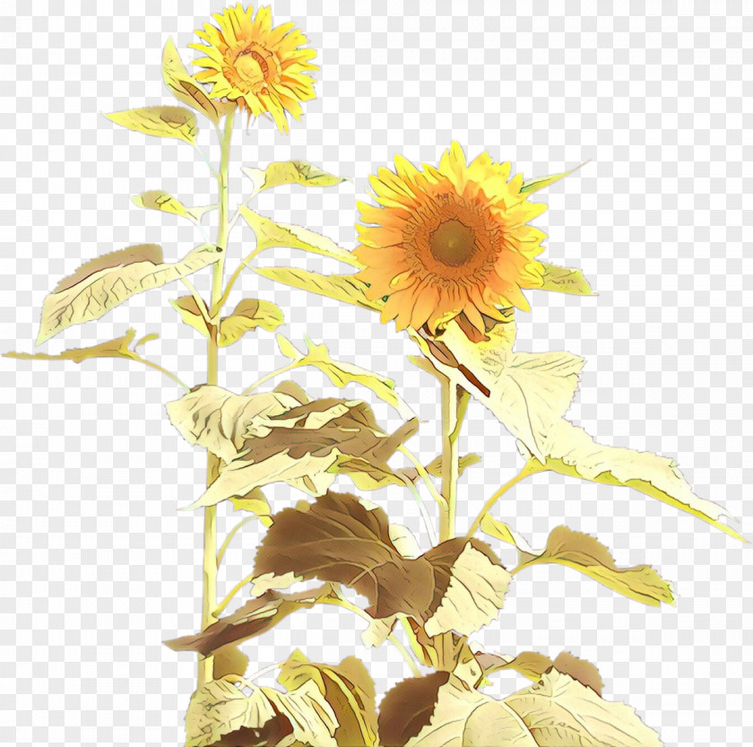 Four Withered Sunflowers Two Cut Common Sunflower Clip Art PNG