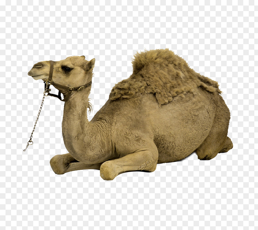 Free Brown Camel Lie Down To Pull The Image Bactrian Dromedary Cat PNG