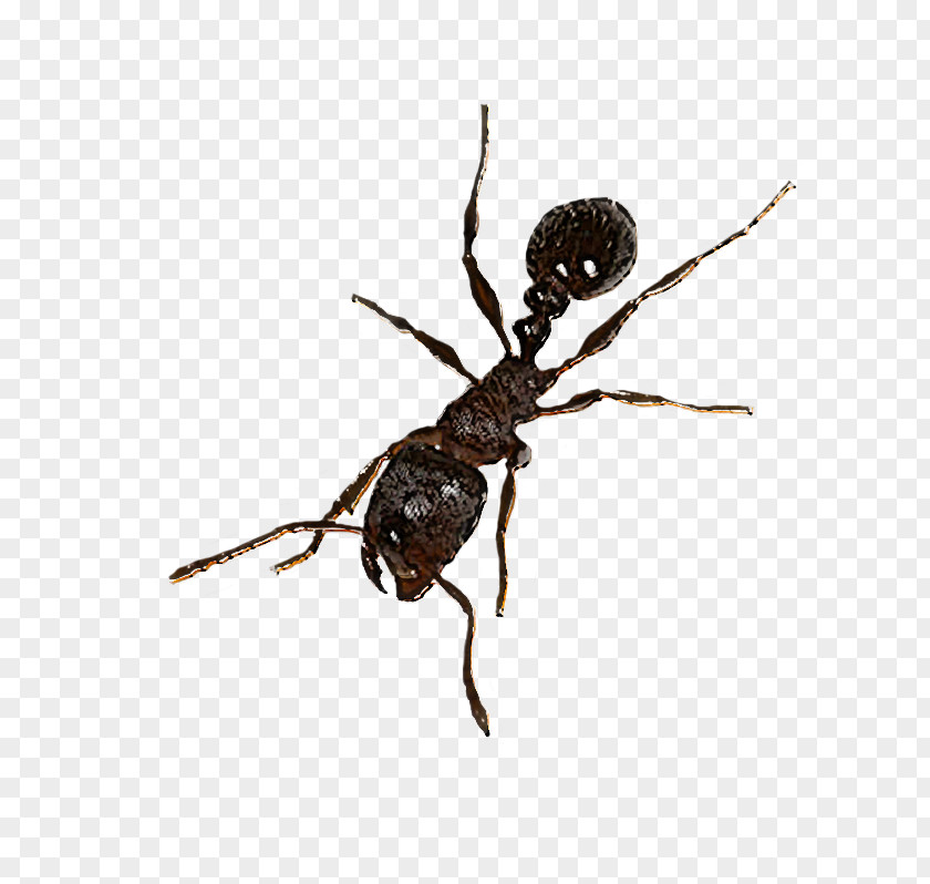 Insect Pest Spider Carpenter Ant Arachnid PNG