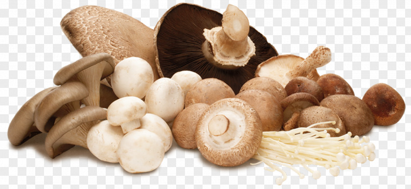 Mushroom Medicinal Fungi Edible Lingzhi Common PNG
