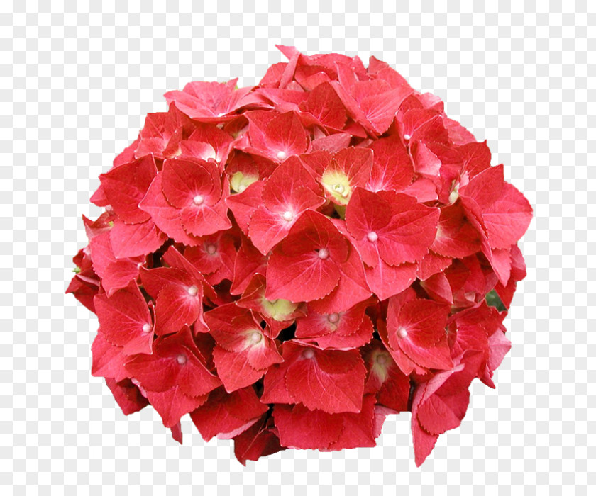 Schloss Wackerbarth Panicled Hydrangea Oakleaf Cut Flowers Red PNG