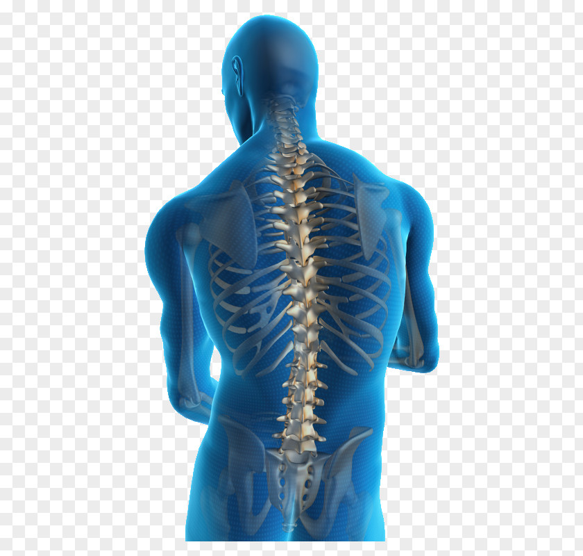 Backbone Low Back Pain Neck Injury Human PNG