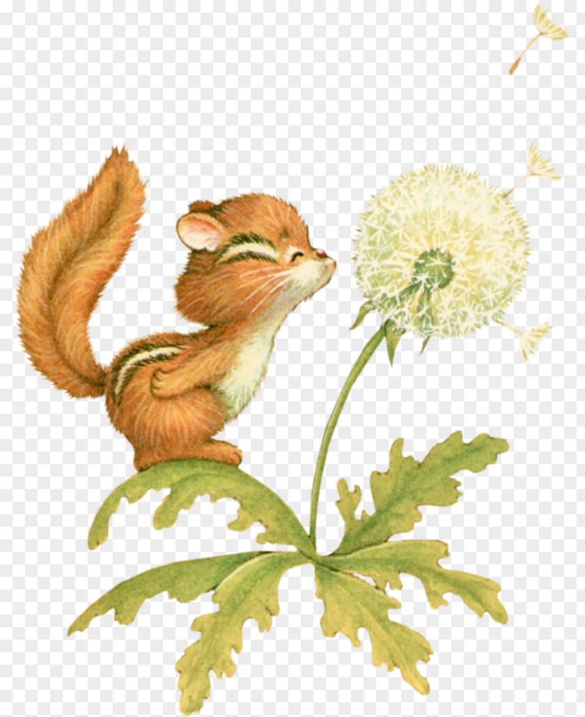 Cat Whiskers Chipmunk Squirrel Flowering Plant PNG