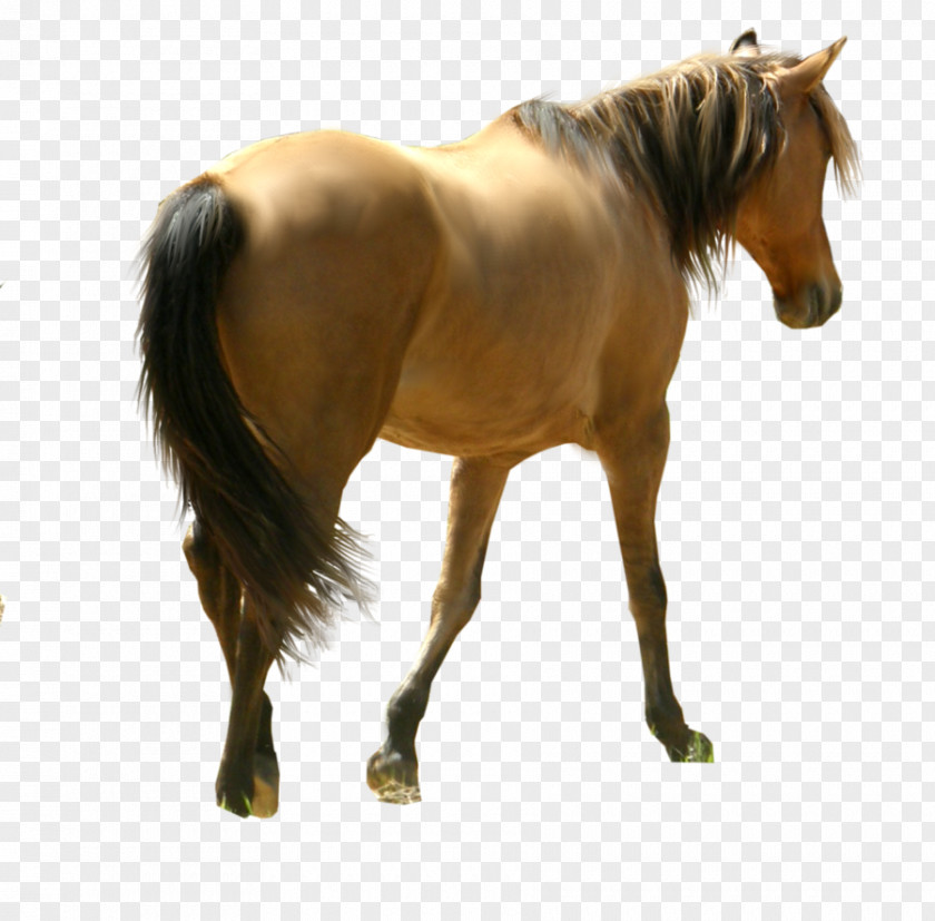 Horse Siluet Image, Free Download Picture, Transparent Background Mustang Stallion Mare Pony Mane PNG