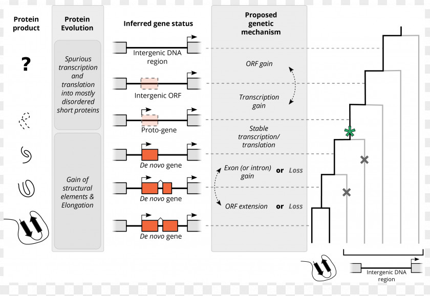 Placentation Molecular Evolution Biology Population Genetics Bioinformatics PNG