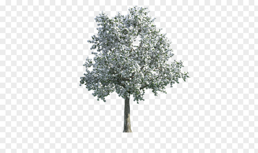 Tree Texture Mapping English Oak 3D Computer Graphics PNG