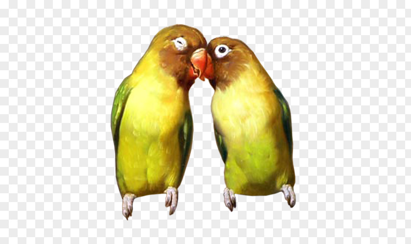 Bird Lovebird Parakeet Carduelinae European Goldfinch PNG