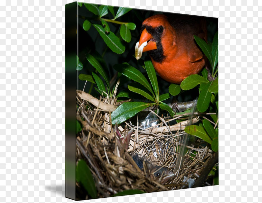 Cardinal Mark Beak Fauna PNG