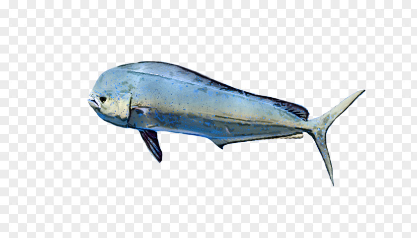 Cetacea Fish PNG