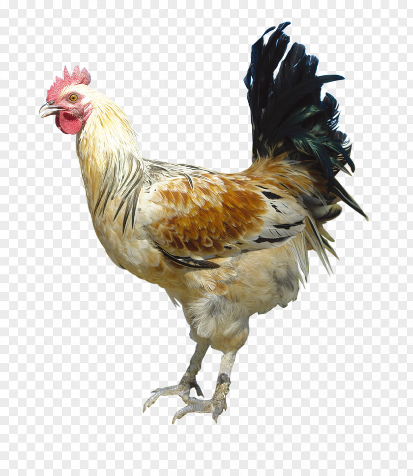 Go To The Chicken Rooster Poultry Feed PNG