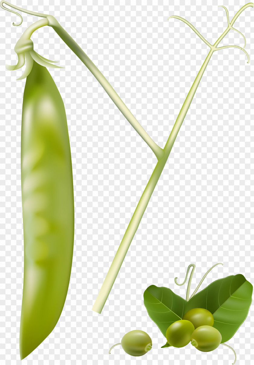 Pea Snap Vegetable Food Legume PNG