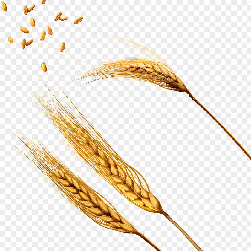 Wheat Barley Caryopsis Threshing PNG