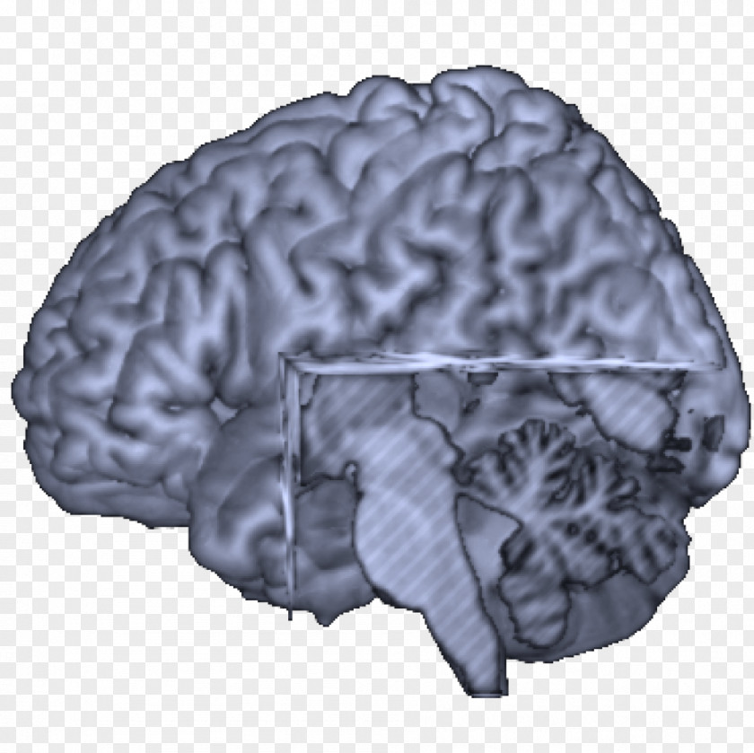 Brain Dyscalculia Neurology PNG