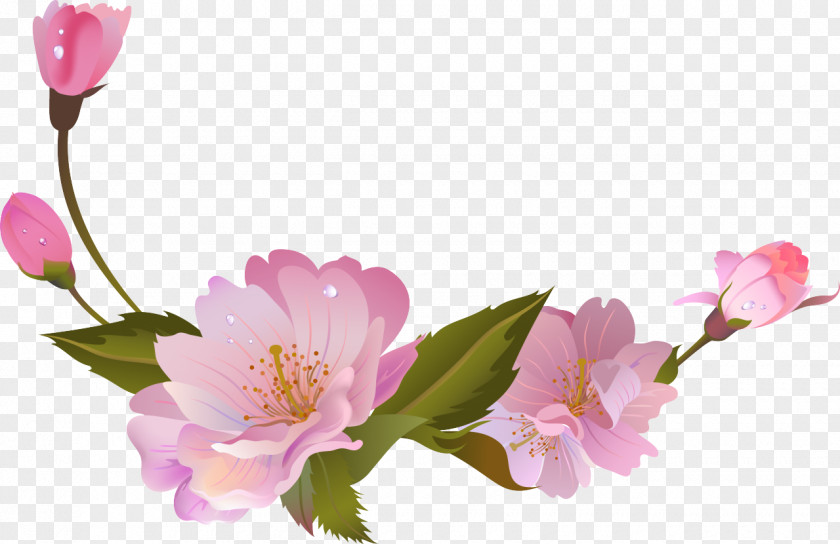 Cherry Blossom Floral Design Cut Flowers Spring Rosaceae PNG