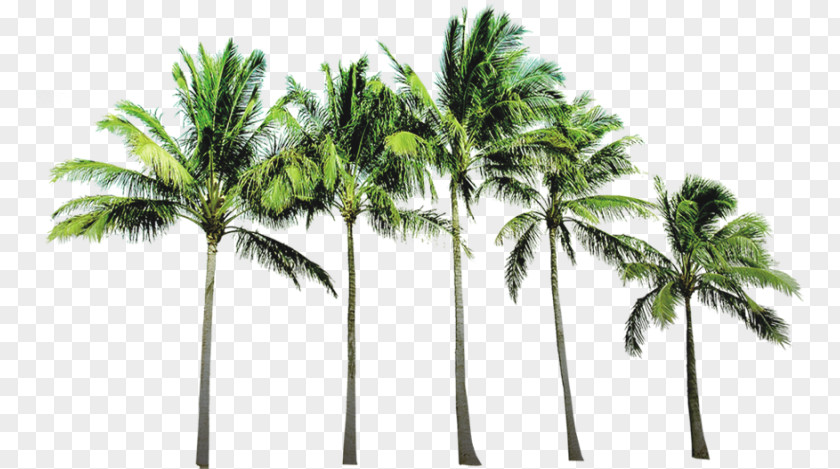 Coconut Tree Arecaceae Beach Wallpaper PNG