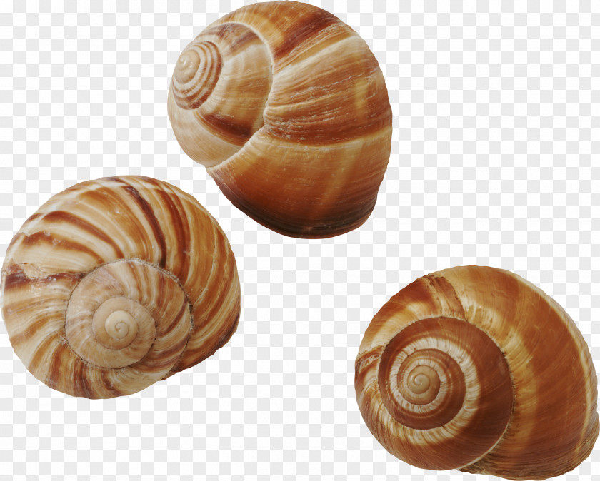 Seashell Common Periwinkle Snail Gastropods PNG