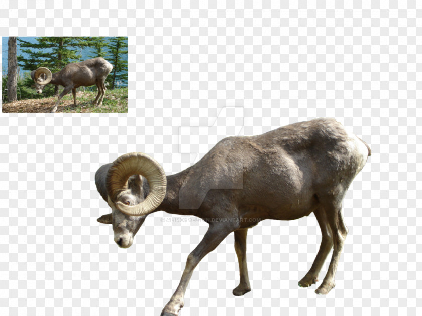 Sheep Bighorn Argali Goat Cattle PNG