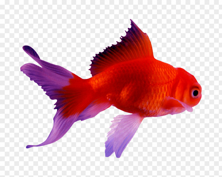 Android Goldfish Siamese Fighting Fish Koi PNG