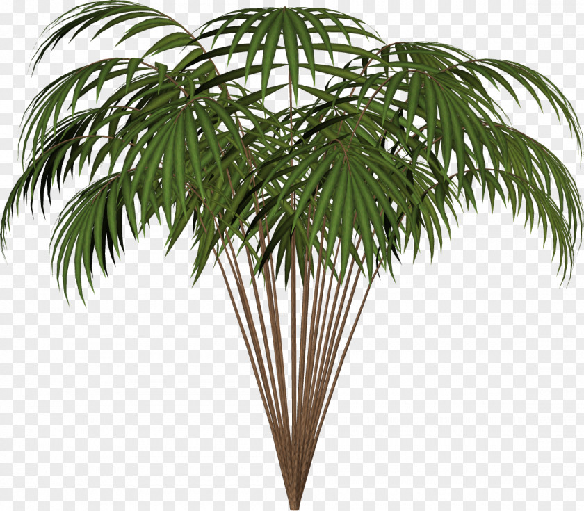 Big Ben Arecaceae Asian Palmyra Palm Date Houseplant Coconut PNG