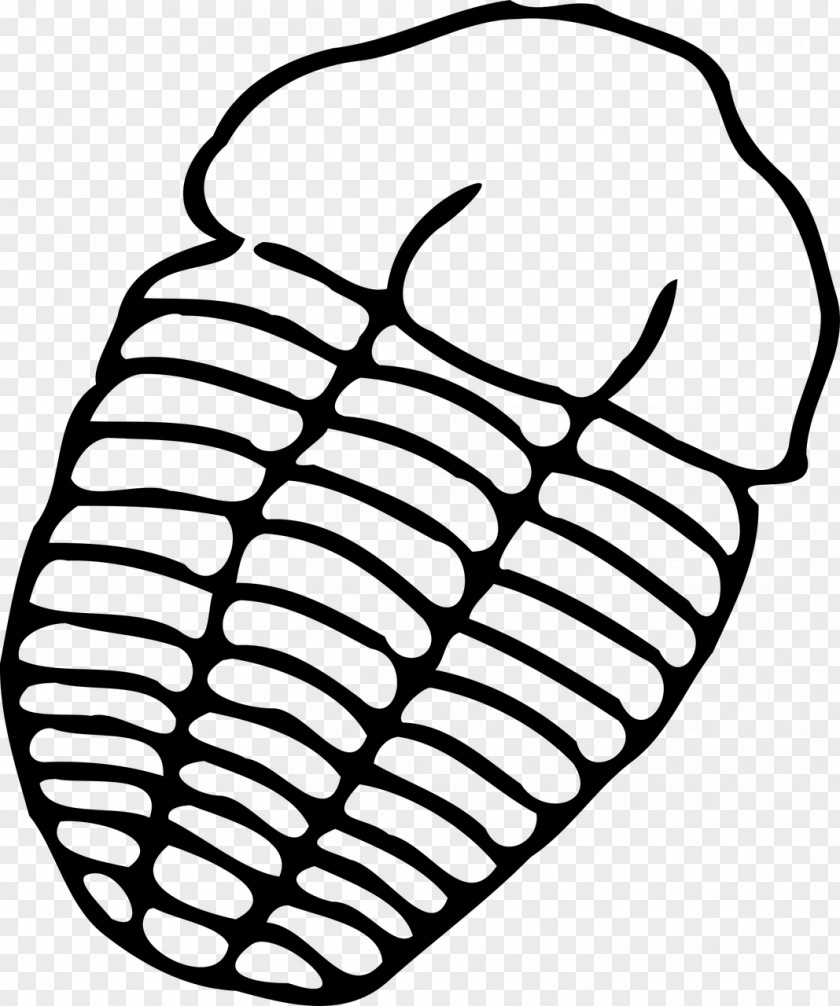 Chair Trilobite Drawing Fossil Clip Art PNG