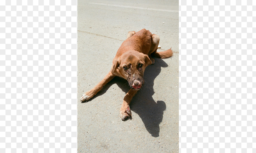 Puppy Vizsla Labrador Retriever Dog Breed Snout PNG