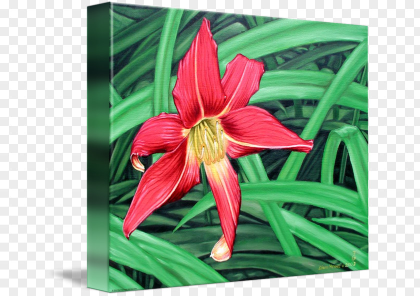Red Spider Lily Amaryllis Jersey Daylily Belladonna PNG