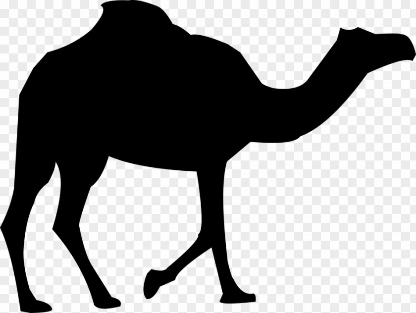 Silhouette Dromedary Bactrian Camel Royalty-free Clip Art PNG