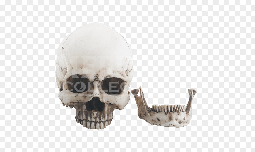 Skull Human Skeleton Figurine Jaw PNG