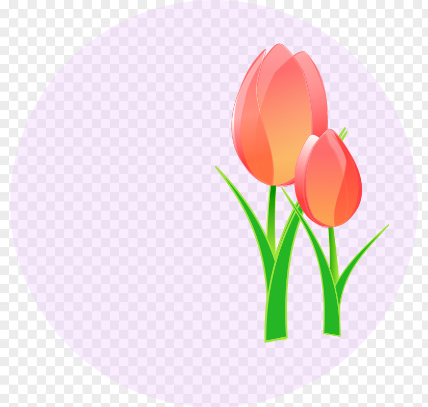 Tulip Borders Clip Art Openclipart Vector Graphics PNG
