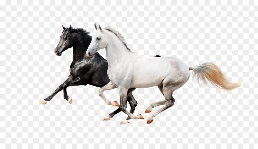 Two Horses Horse Icon PNG