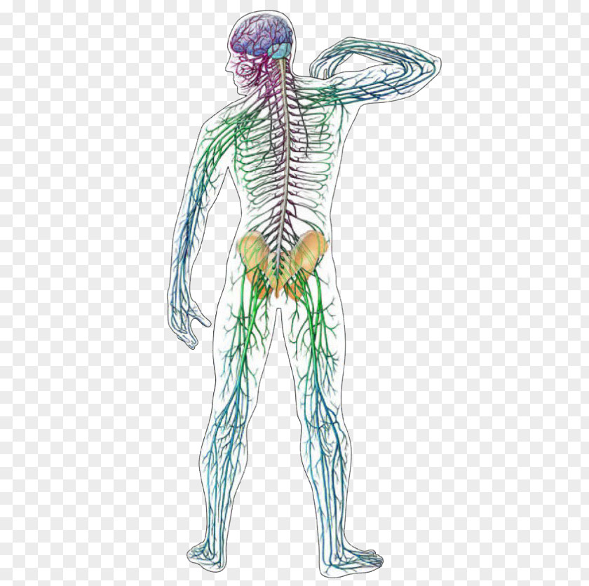 Brain Central Nervous System Human Anatomy Body PNG