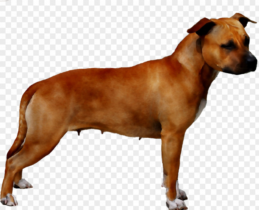 Dog Breed Rhodesian Ridgeback Horse Painting PNG