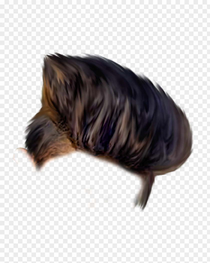 Feather PNG