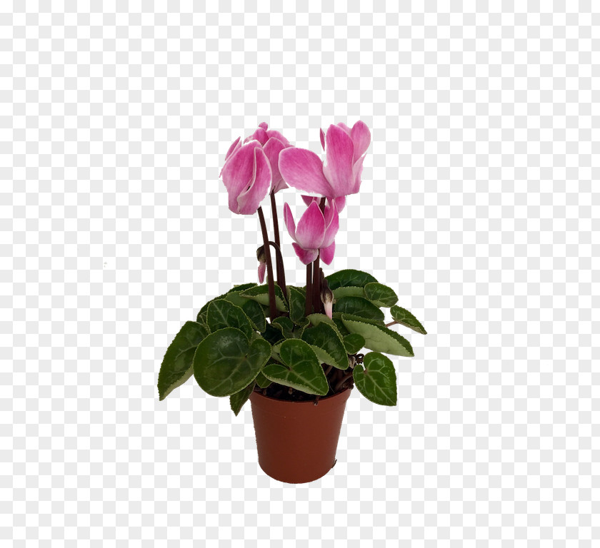 Flower Cyclamen Flowerpot Houseplant PNG