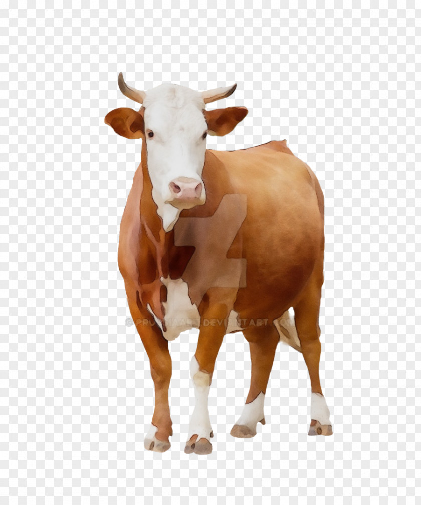 Pasture Bull Watercolor Background PNG
