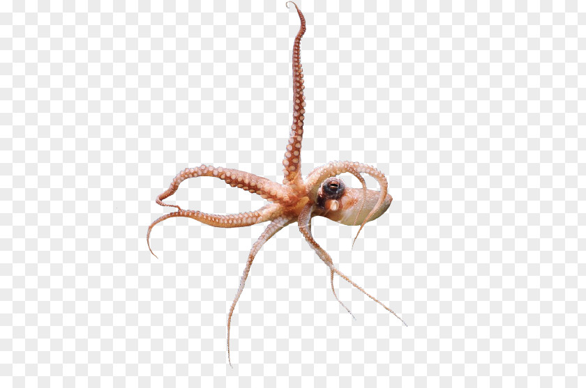 Q Version Of The Octopus Insect Cephalopod Pest PNG