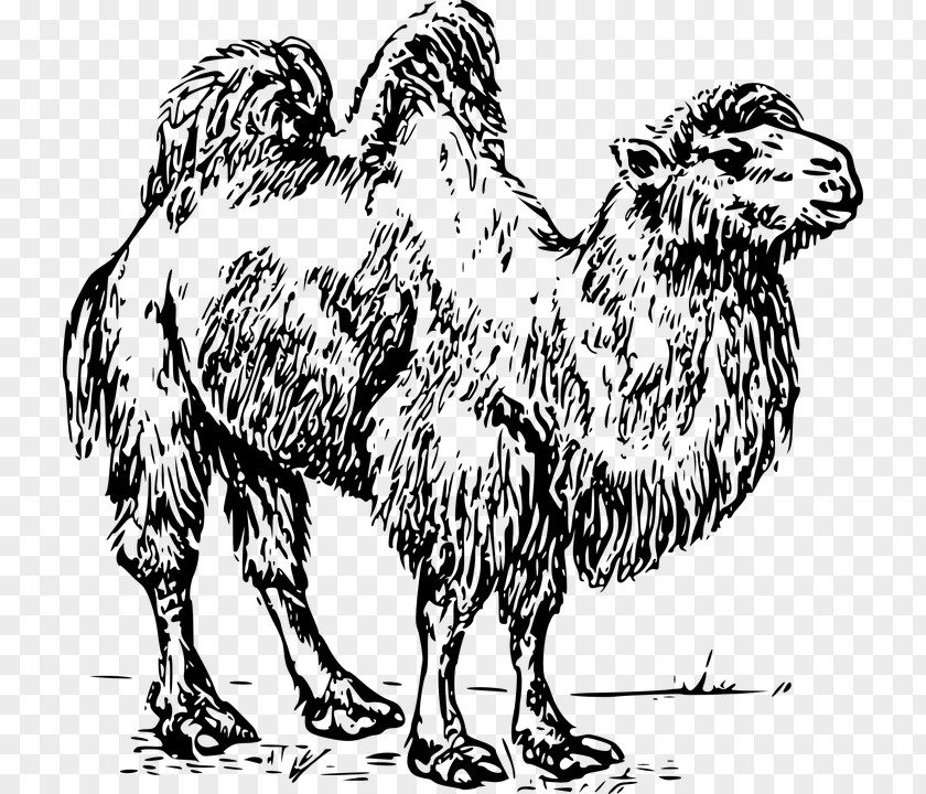 Bactrian Camel Dromedary Australian Feral Clip Art PNG