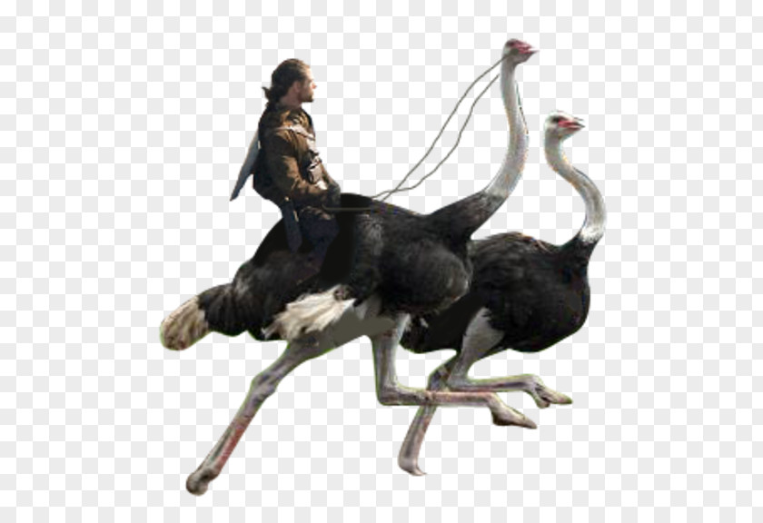 Bird Common Ostrich Flightless Ratite Racing PNG