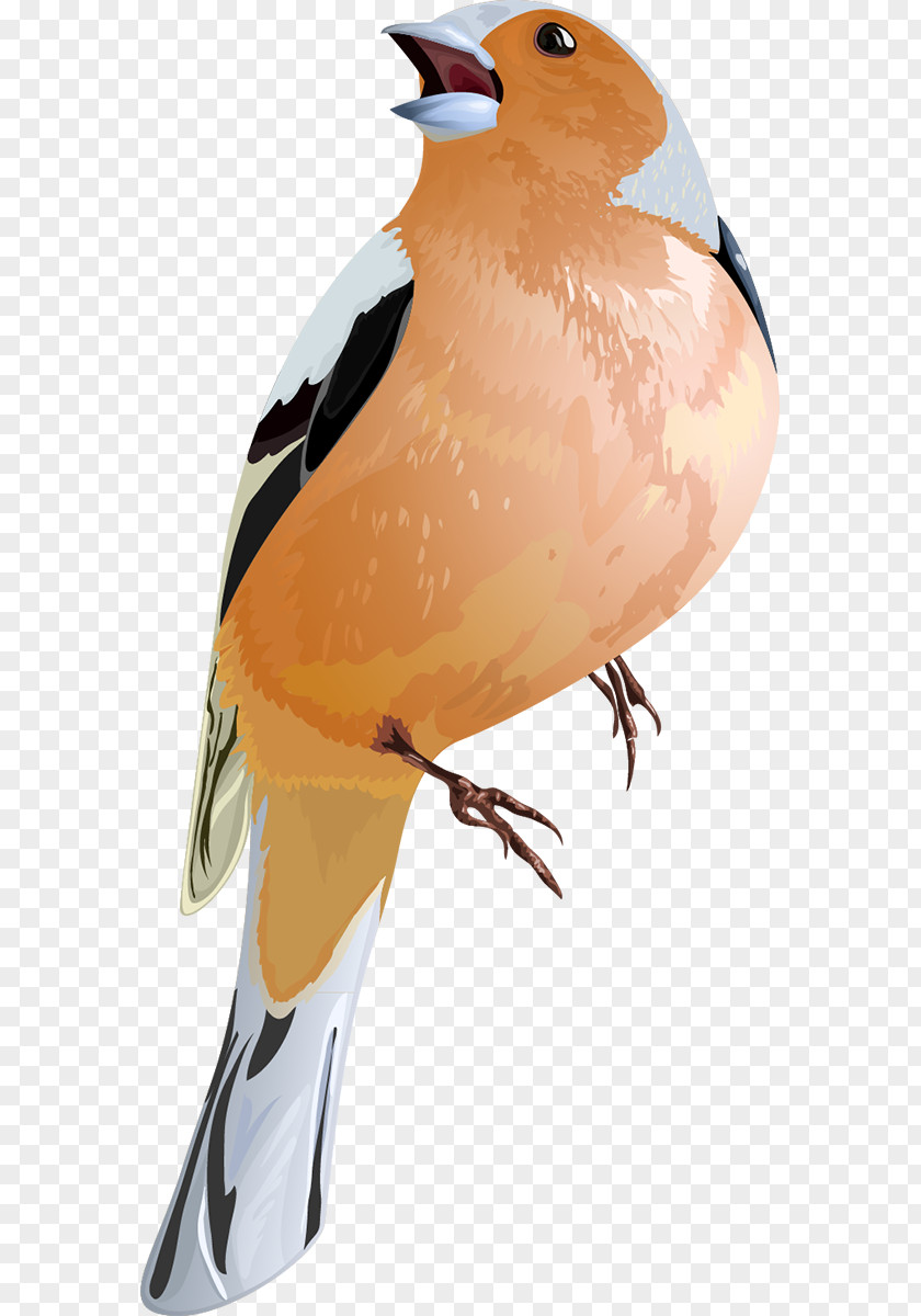 Bird Passerine PNG