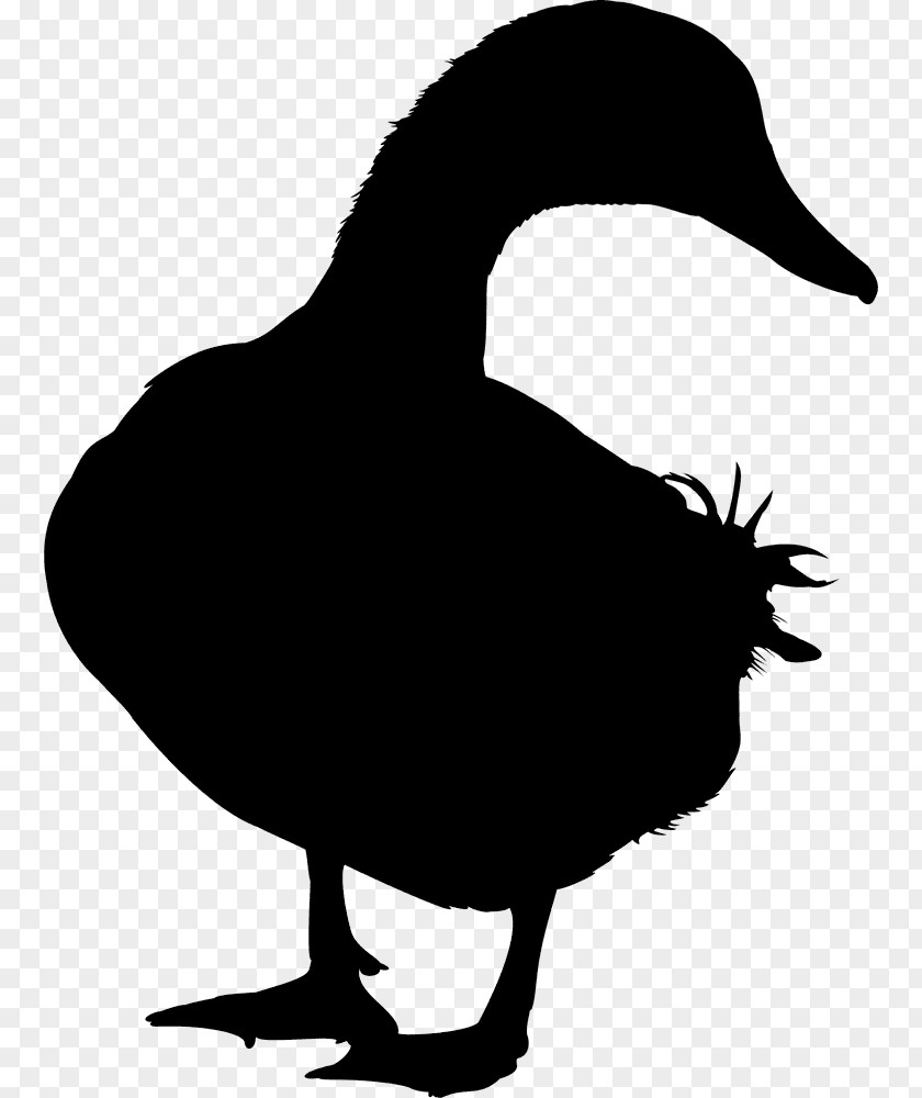 Duck Goose Mallard Swans Vector Graphics PNG