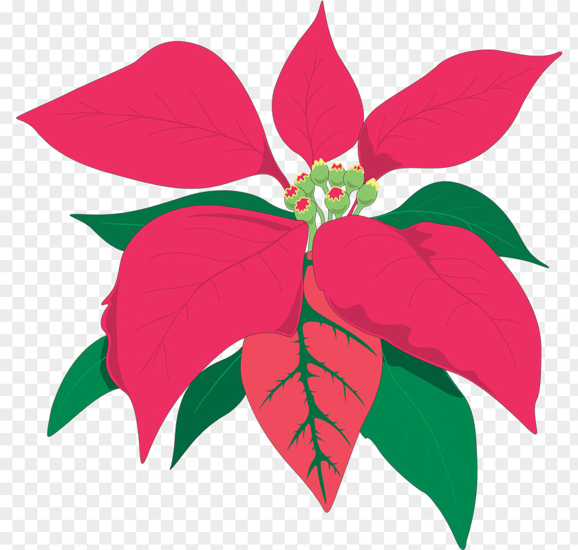 Versus Poinsettia Animaatio Flower PNG